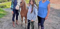 Winner Ophelia meets social media pony star Haribo at Brandy House Farm