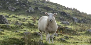 Powys Police appeal for information on 20 stolen Ewes