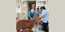 Alpacas visit care home residents