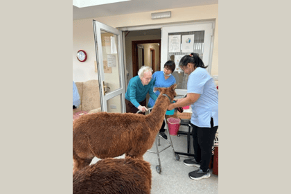 Alpacas visit care home residents