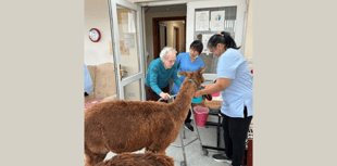 Alpacas visit care home residents