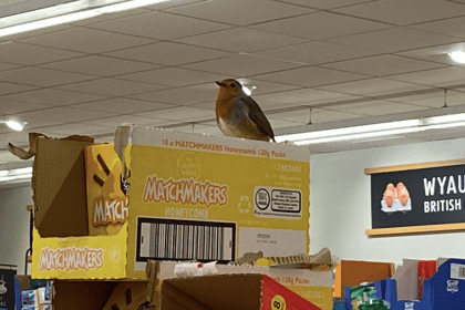 Aldi's 'resident' robin becomes an online hit by serenading shoppers