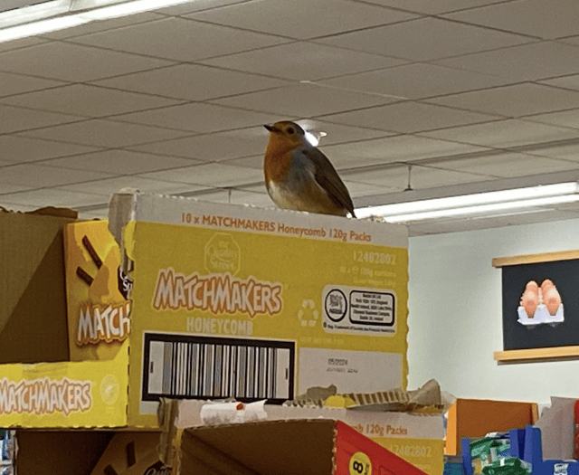 Aldi's 'resident' robin becomes an online hit by serenading shoppers