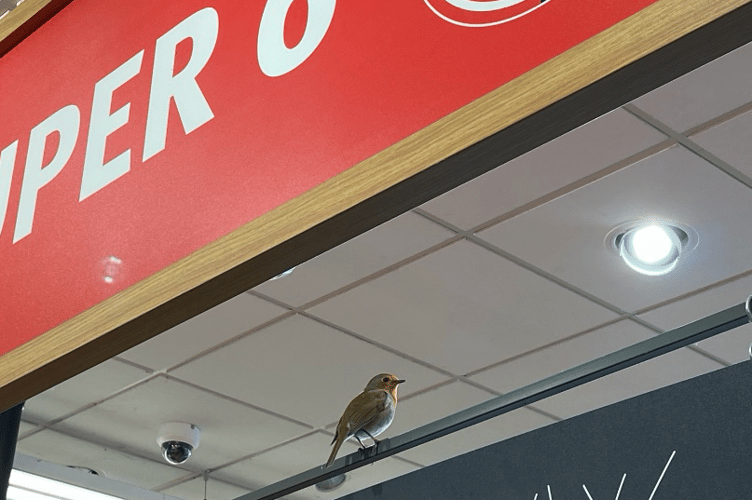 Robin in Aldi Brecon