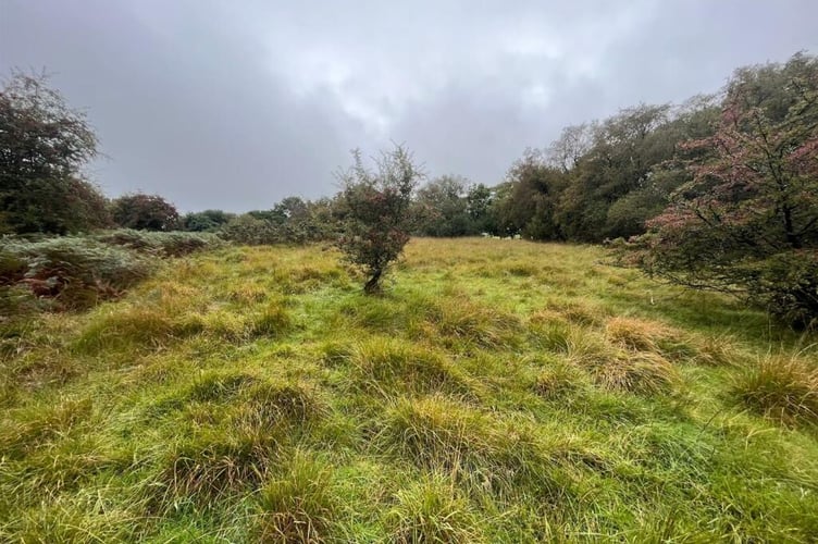 brecon woodland