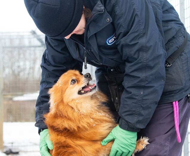 RSPCA's 'brrrilliant' tips to help animals during the winter