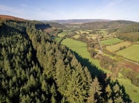 One of Britain's tallest trees found in Welsh Marches gardens