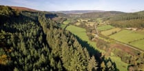 One of Britain's tallest trees found in Welsh Marches gardens