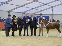 Thousands of visitors flock to Builth for Royal Welsh Winter Fair