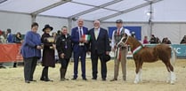 Thousands of visitors flock to Builth for Royal Welsh Winter Fair