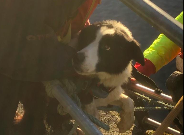 Dog Rescued by BMRT