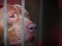 BBC Wales investigation reveals concerns over ban of XL Bullys