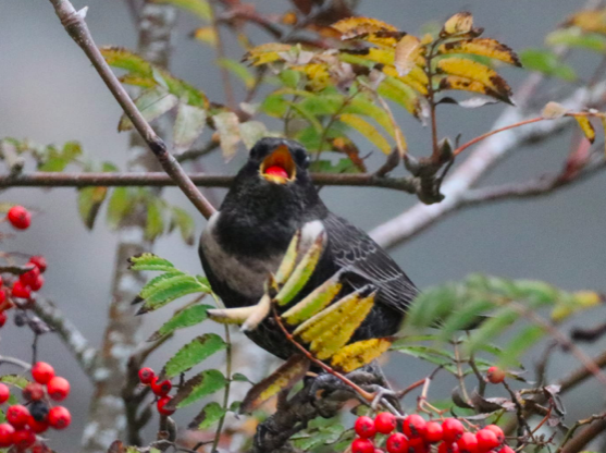 VIDEO: Picture This - Birds in Brecon & Radnorshire!