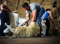 British Wool enhances shearing training offer for young farmers