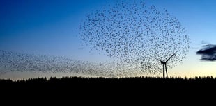 Stunning starling murmuration spotted at Llandegley