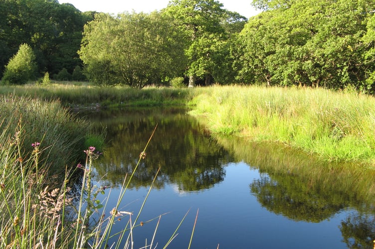 Wildlife pond at Nannerth Country Holidays