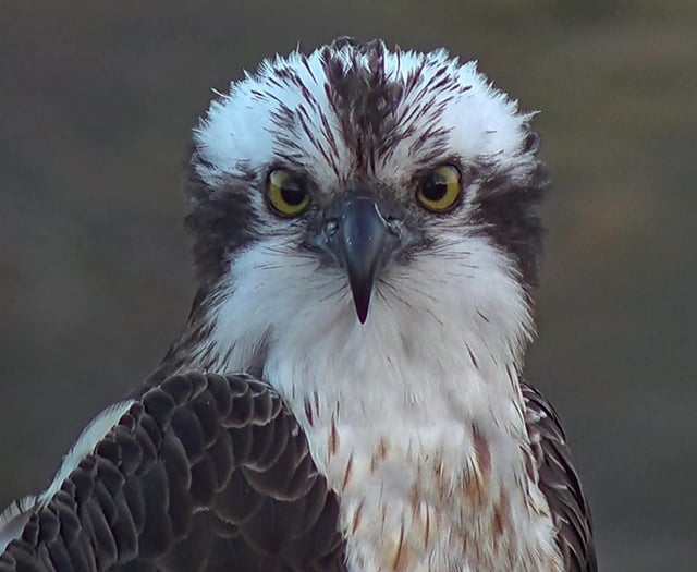 Osprey meeting to take place in Talybont-on-Usk