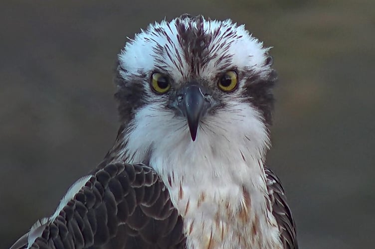 Osprey