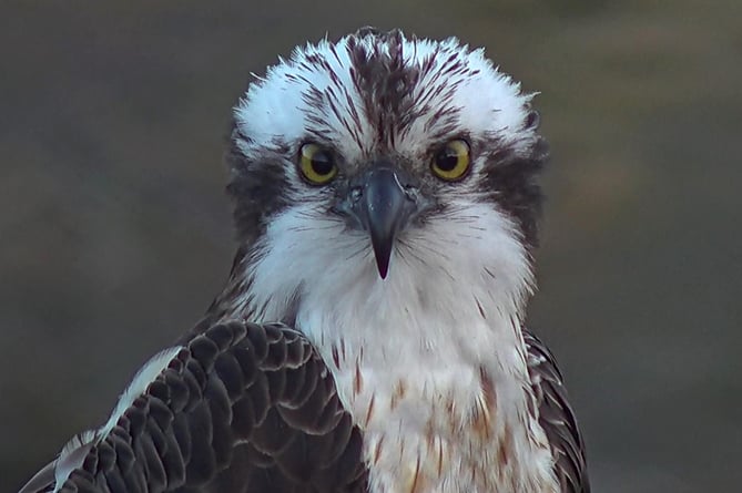 Historic return for nesting ospreys in Talybont-on-Usk | brecon-radnor ...