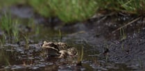 Toad migration sees volunteers help them cross road safely