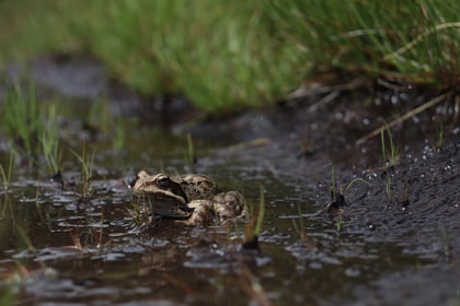 Toad migration sees volunteers help them cross road safely