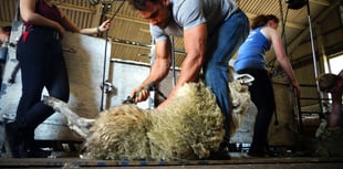 British Wool 2024 shearing training courses go live