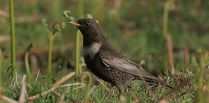 Rhayader by Nature to host talk on enigmatic bird