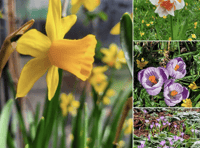 Video: Picture This - first signs of spring