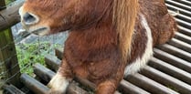 
Near death ordeal for pony at the hands of careless rambler 