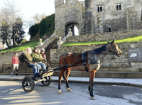 Hay-on-Wye horse owner launches unique delivery service