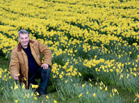 How daffodil diversification is helping to slow down Alzheimers