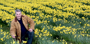 How daffodil diversification is helping to slow down Alzheimers