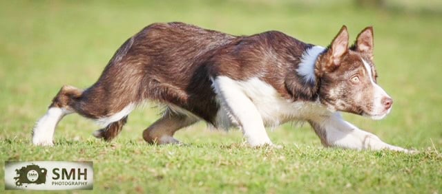 Kevin Evan’s £2,700 top price unbroken pup Wyverne Winnie.jpg