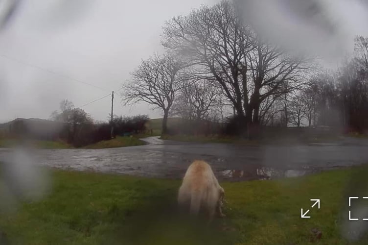 Cameras set up eventually showed the dog at the feeding station