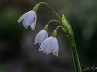 Video: 'Picture This' photography group - spring photos!