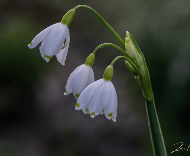 Video: 'Picture This' photography group - spring photos!