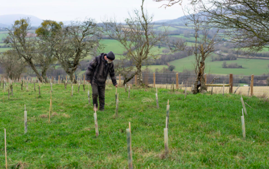 Charity continue mission to plant 1 million trees in Brecon Beacons