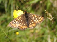 NRW to reduce May mowing to tackle nature crisis