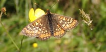 NRW to reduce May mowing to tackle nature crisis