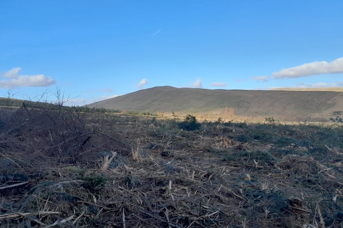 Roman Marching Camp felled trees