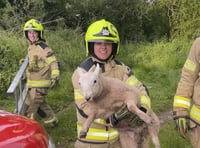 Brecon firefighters save trapped lamb