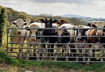Know your Royal Welsh Show BVD testing requirements