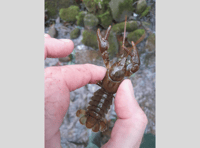 NRW warns of potential spread of Crayfish Plague in Wye catchment