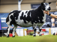 Huge success for Mid Wales sheep at Royal Highland Show