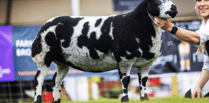 Huge success for Mid Wales sheep at Royal Highland Show