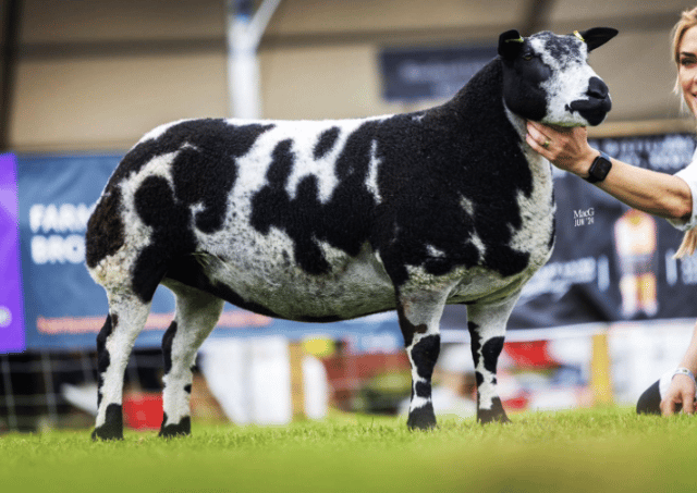 Huge success for Mid Wales sheep at Royal Highland Show