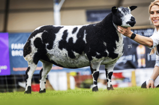 Cnwch Gin Campari, highest placed yearling ewe.