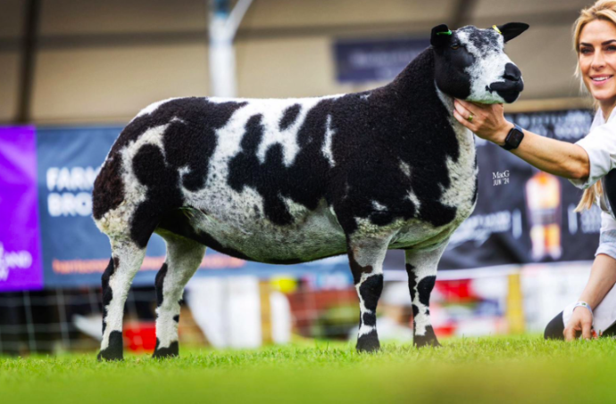 Cnwch Gin Campari, highest placed yearling ewe.