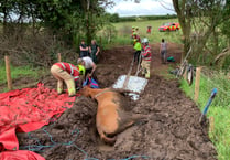 Horse rescued from four feet of mud