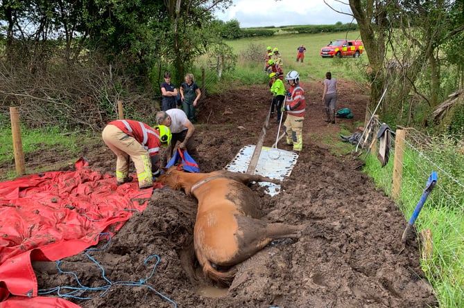 Horse rescue Brecon